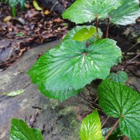 Begonia dipetala Graham